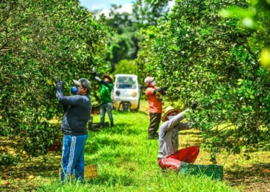 Com tecnologias, safra de citros do Amazonas pode alcançar 10 milhões de frutas em 2 anos - Foto: Divulgação/Sepror