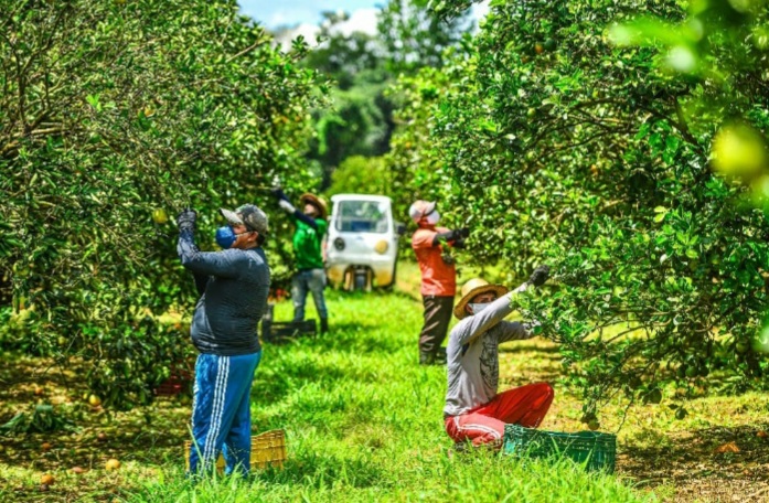 Com tecnologias, safra de citros do Amazonas pode alcançar 10 milhões de frutas em 2 anos - Foto: Divulgação/Sepror