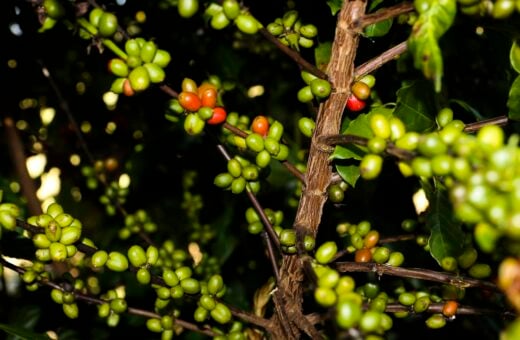 Dados da safra de café no Brasil são coletados pela Conab - Foto: Valter Campanato/Agência Brasil