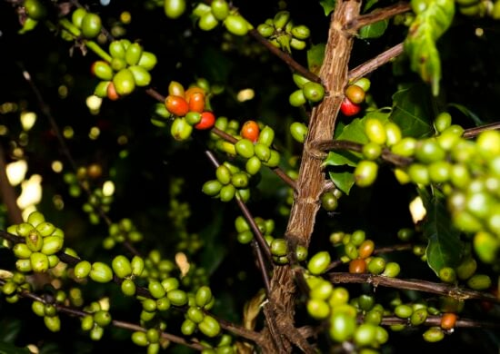 Dados da safra de café no Brasil são coletados pela Conab - Foto: Valter Campanato/Agência Brasil