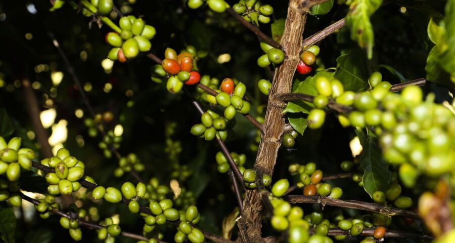 Dados da safra de café no Brasil são coletados pela Conab - Foto: Valter Campanato/Agência Brasil