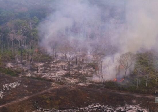 Desmatamento na Amazônia bate recorde entre janeiro a dezembro de 2022