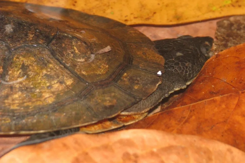 Amazônia: nova espécie de tartaruga é encontrada por pesquisadores no Pará