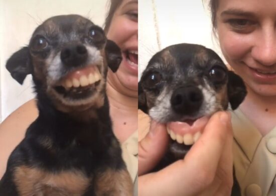 Pinscher Dudu arranca gargalhdas de usários da rede social - Foto: Reprodução/TikTok @dudu_izy_queixinho