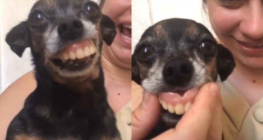 Pinscher Dudu arranca gargalhdas de usários da rede social - Foto: Reprodução/TikTok @dudu_izy_queixinho