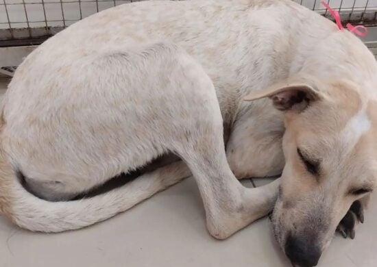 Projeto Peludinhos briga pets idosos abandonados na UFPA - Foto: Reprodução/Instagram @projetopeludinhosufpa