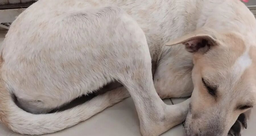 Projeto Peludinhos briga pets idosos abandonados na UFPA - Foto: Reprodução/Instagram @projetopeludinhosufpa