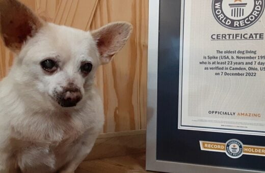 Spike posa ao lado do certificado de cachorro mais velho do mundo - Foto: Reprodução/Instagram @guinnessworldrecords