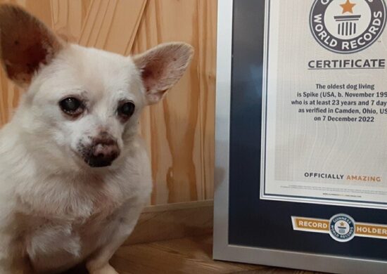 Spike posa ao lado do certificado de cachorro mais velho do mundo - Foto: Reprodução/Instagram @guinnessworldrecords