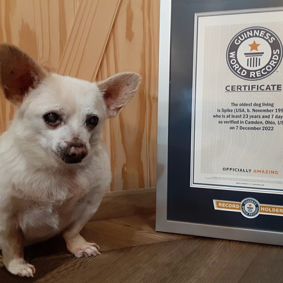 Spike posa ao lado do certificado de cachorro mais velho do mundo - Foto: Reprodução/Instagram @guinnessworldrecords