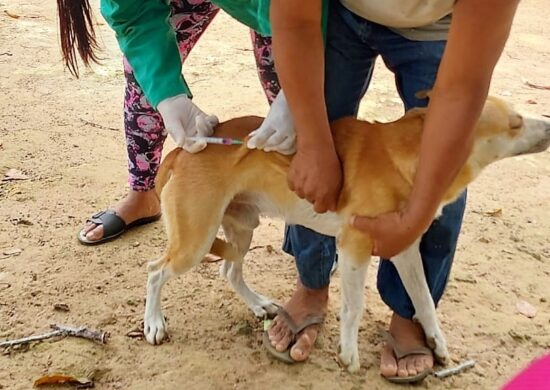 vacinação em cães e gatos amazonas