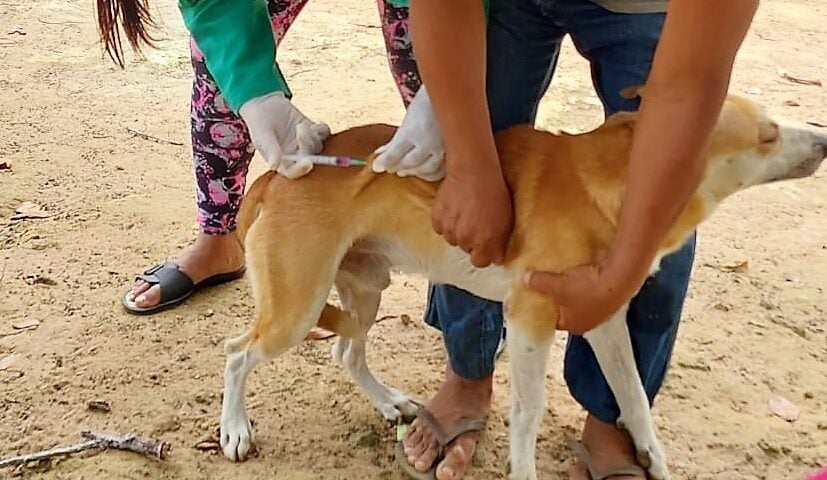 vacinação em cães e gatos amazonas