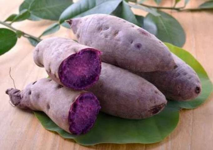 Cará-roxo: pesquisa potencializar cadeia produtiva no Amazonas - Foto: Sibbr