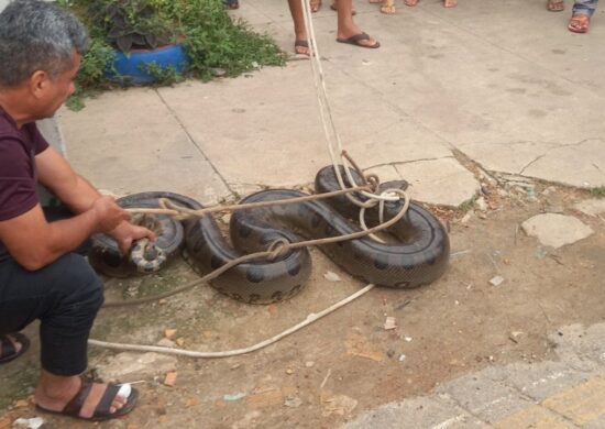 Vídeo: cobra de 2 metros é amarrada e arrastada por moradores no Pará