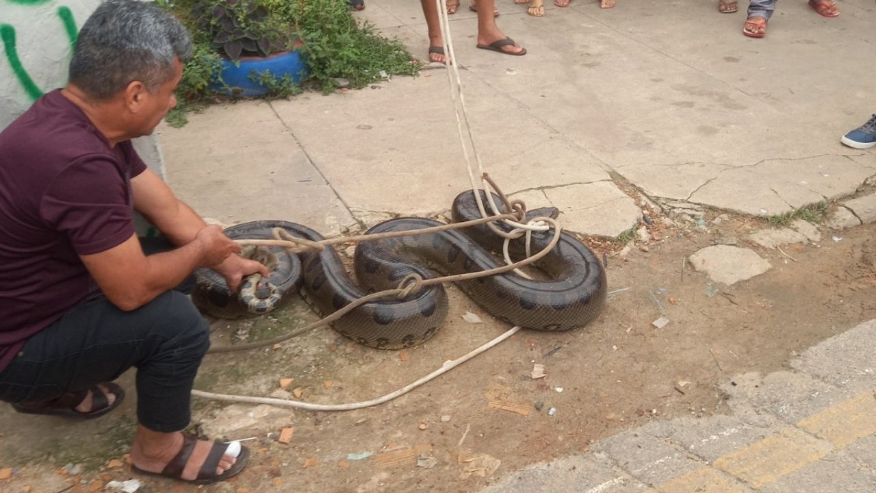 Vídeo: cobra de 2 metros é amarrada e arrastada por moradores no Pará