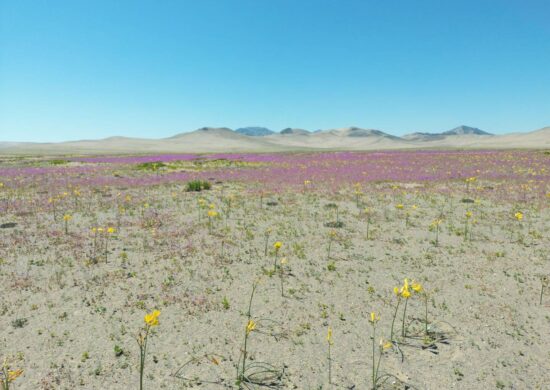 Flores no deserto do Atacama no Chile - Foto: Divulgação/ Governo do Chile