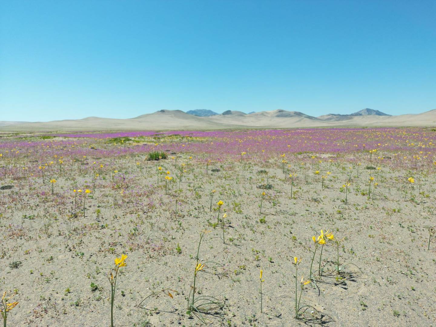 Flores no deserto do Atacama no Chile - Foto: Divulgação/ Governo do Chile