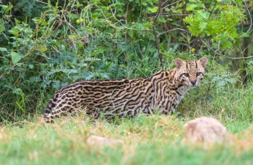 A jaguatirica entra na lista de animais que circulam no tráfico - Foto: Marcos Amend WCS