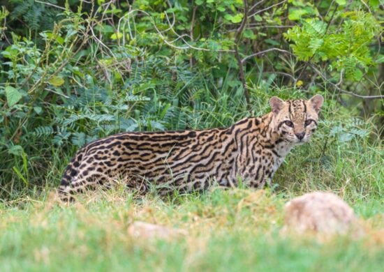 A jaguatirica entra na lista de animais que circulam no tráfico - Foto: Marcos Amend WCS