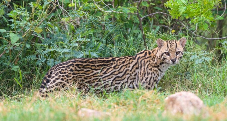 A jaguatirica entra na lista de animais que circulam no tráfico - Foto: Marcos Amend WCS