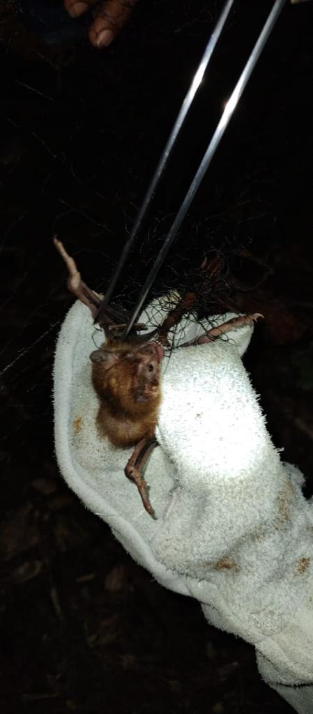 Morcego capturado no Amazonas - Foto: Divulgação/Adaf 