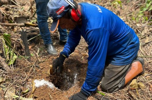 Ação do Idam deve contribuir com reflorestamento e fortalecimento econômico - Foto: Divulgação/Idam