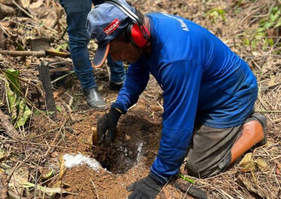 Ação do Idam deve contribuir com reflorestamento e fortalecimento econômico - Foto: Divulgação/Idam