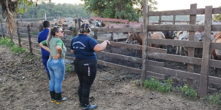 Raiva dos herbívoro: Autazes, Careiro e Tefé são obrigados a vacinar animais