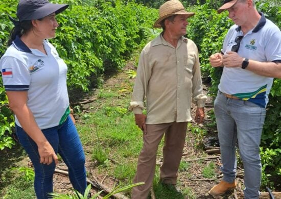 Investimento é realizado nas atividades sustentáveis do sul do Amazonas - Foto: Divulgação/Sepror