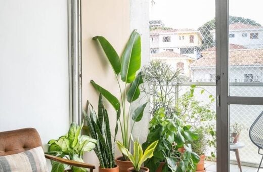 Decoração de casa com plantas - Foto: Reprodução/Pinterest/Histórias de casa