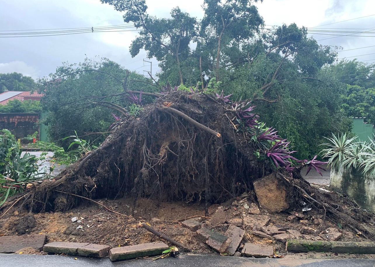Árvore cai no Parque 10, em Manaus