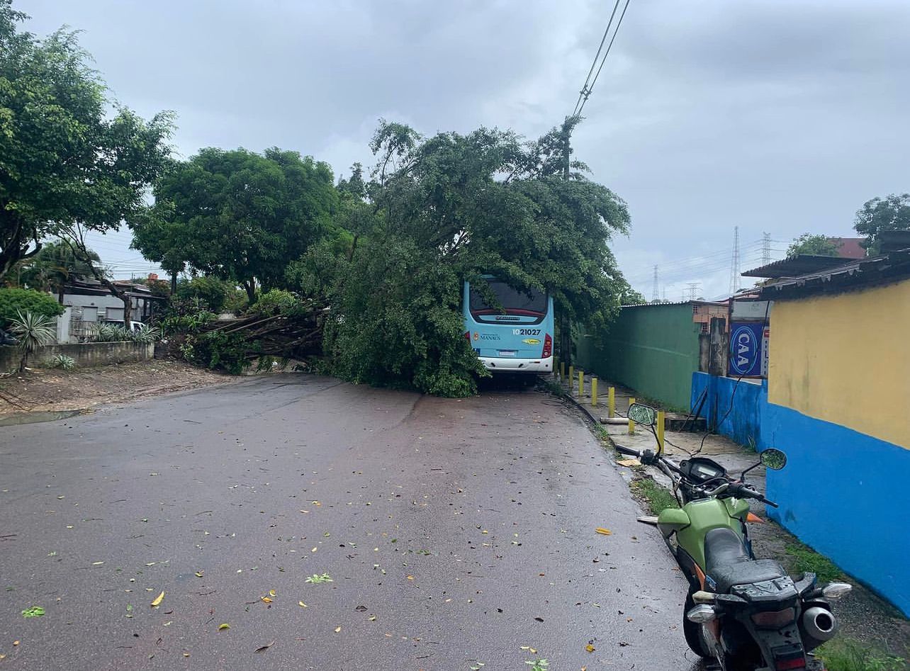 Árvore cai no Parque 10, em Manaus