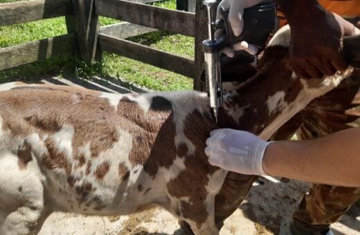 Cadastro também deve ser feito para auxiliares que irão atuar na vacinação contra brucelose - Foto: Divulgação/Adaf