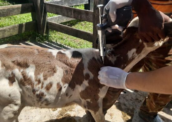 Cadastro também deve ser feito para auxiliares que irão atuar na vacinação contra brucelose - Foto: Divulgação/Adaf