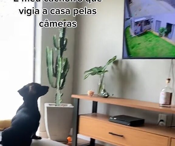 Cão Sheldon também gosta de assistir desenhos da Turma da Mônica - Foto: Reprodução/TikTook @ninaricci34