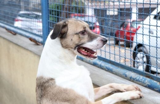 PL defende licença do trabalho para tutores de cães e gatos, a princípio - Foto: Nelson Duarte/Prefeitura do Rio