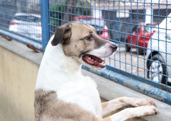 PL defende licença do trabalho para tutores de cães e gatos, a princípio - Foto: Nelson Duarte/Prefeitura do Rio