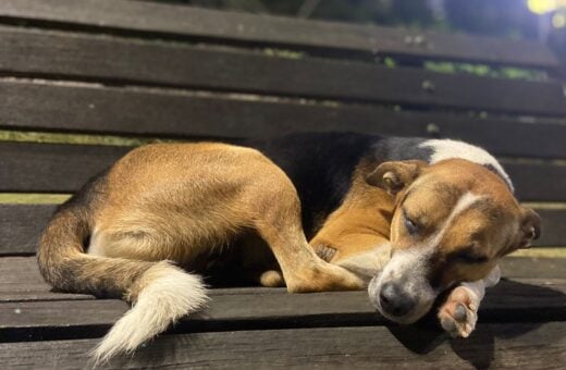 Durante o sono, assim como os humanos, cachorros sonham e podem sofrer com pesadelos - Foto: Francisco Santos/Portal Norte