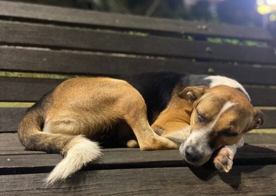 Durante o sono, assim como os humanos, cachorros sonham e podem sofrer com pesadelos - Foto: Francisco Santos/Portal Norte