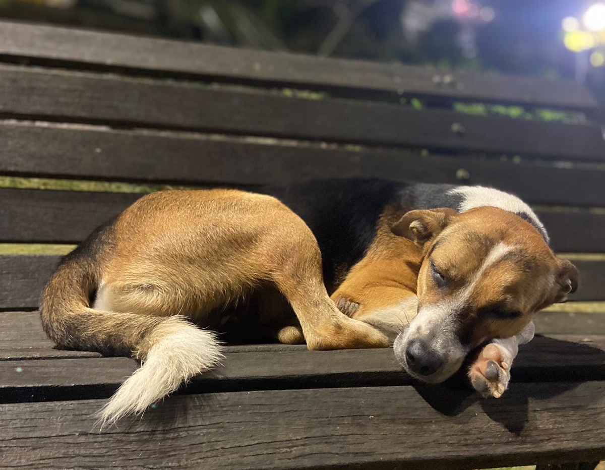 Durante o sono, assim como os humanos, cachorros sonham e podem sofrer com pesadelos - Foto: Francisco Santos/Portal Norte