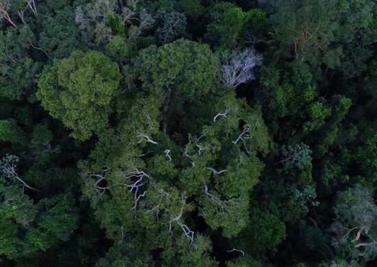 Terreno comprado na Amazônia é maior que São Paulo, segundo Incra - Foto: Divulgação/TV Brasil