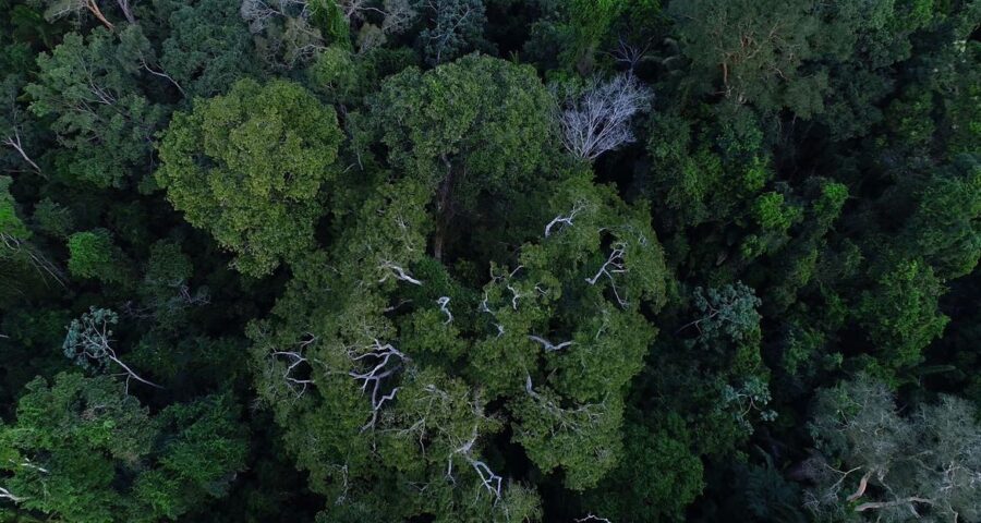 Terreno comprado na Amazônia é maior que São Paulo, segundo Incra - Foto: Divulgação/TV Brasil