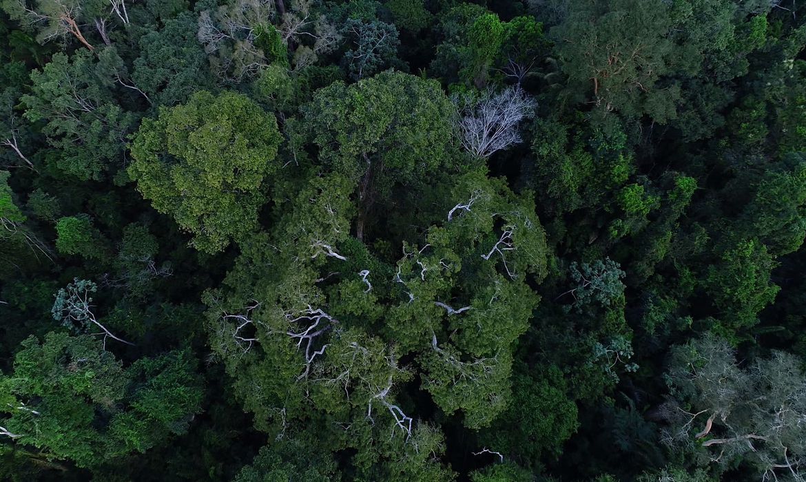 Amazônia: Incra acusa madeireira de compra irregular de terreno maior que SP