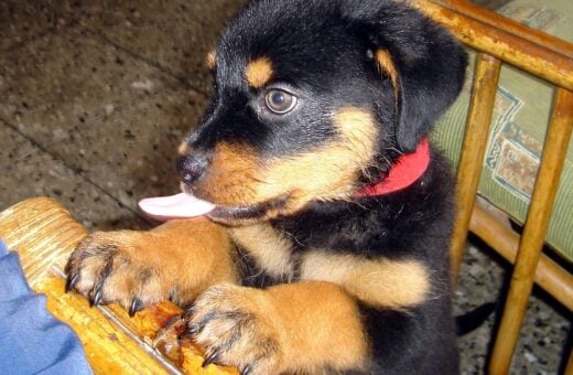 Tutor deve dar carinho e recompensas na hora do corte das unhas do cão - Foto: Reprodução/Wikemdia Commons