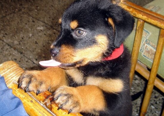 Tutor deve dar carinho e recompensas na hora do corte das unhas do cão - Foto: Reprodução/Wikemdia Commons