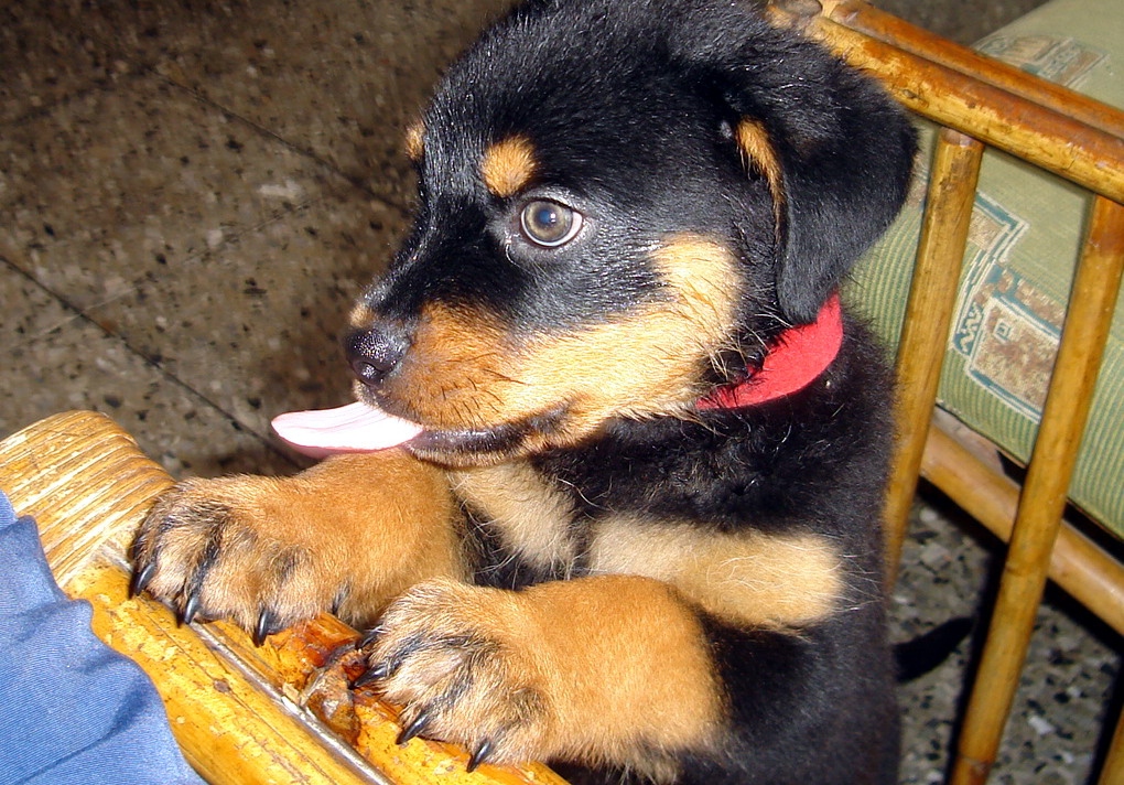 Tutor deve dar carinho e recompensas na hora do corte das unhas do cão - Foto: Reprodução/Wikemdia Commons