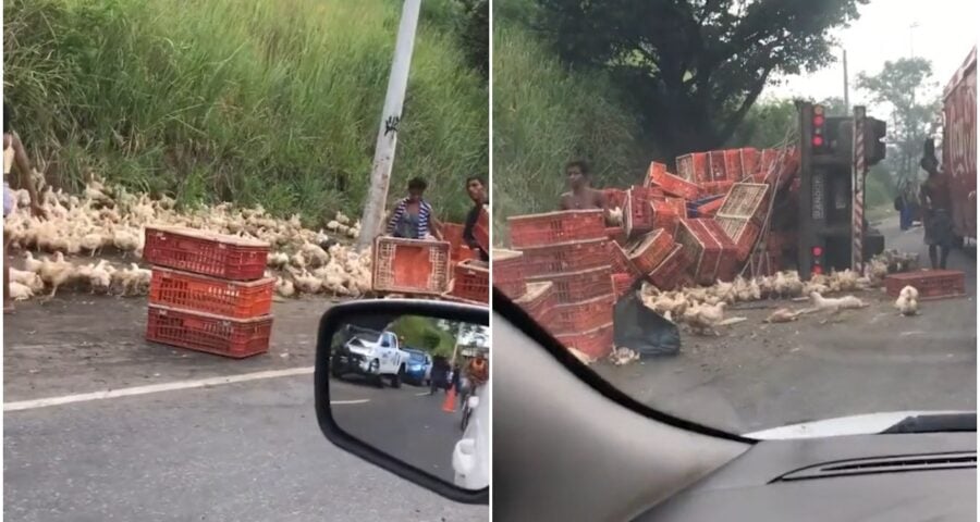 Caminhão com galinhas tomba e carga vira almoço de moradores no RJ - Foto: Reprodução/Twitter@o_verdoso