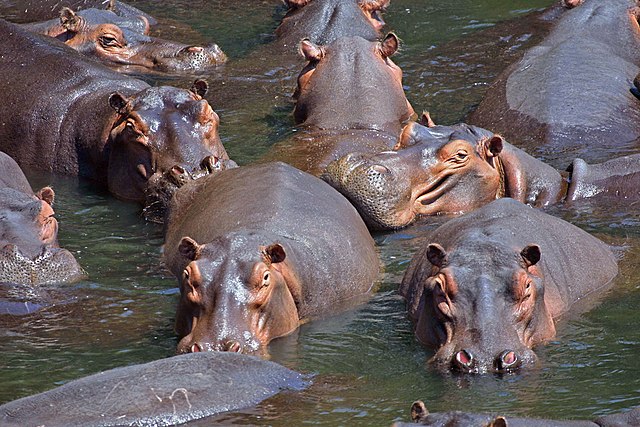 Hipopótamos-paul-maritz