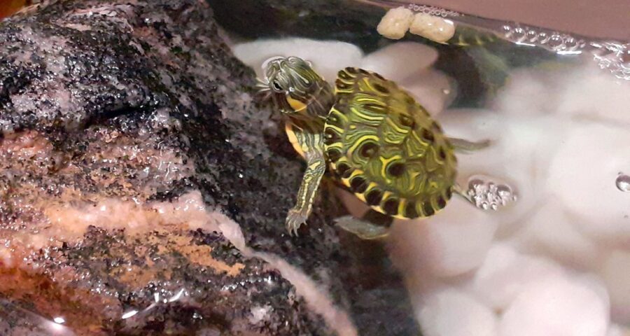 Tigre-d_água-brasileiro (Trachemys dorbigni), animais nativa do RS, é invasora em outros estados brasileiros - Foto:Vitor Abdala/Agência Brasil