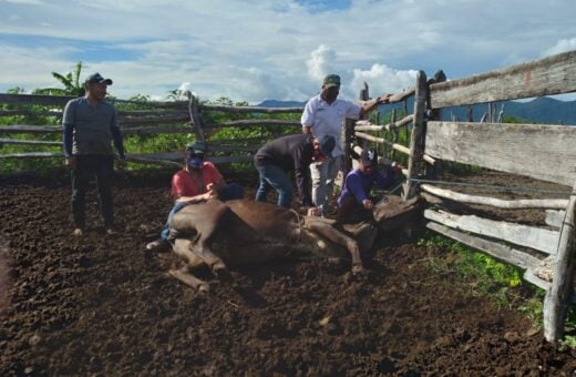 Vacinação contra febre aftosa (3) - Foto: Semcom/Arquivo